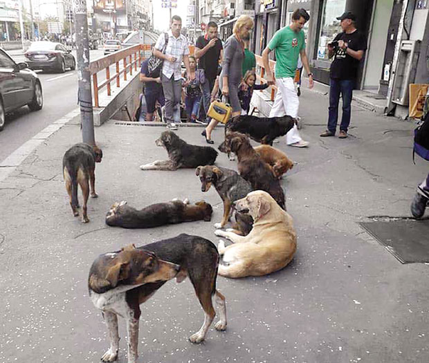 Пси луталице ујели 1.338 Београђана